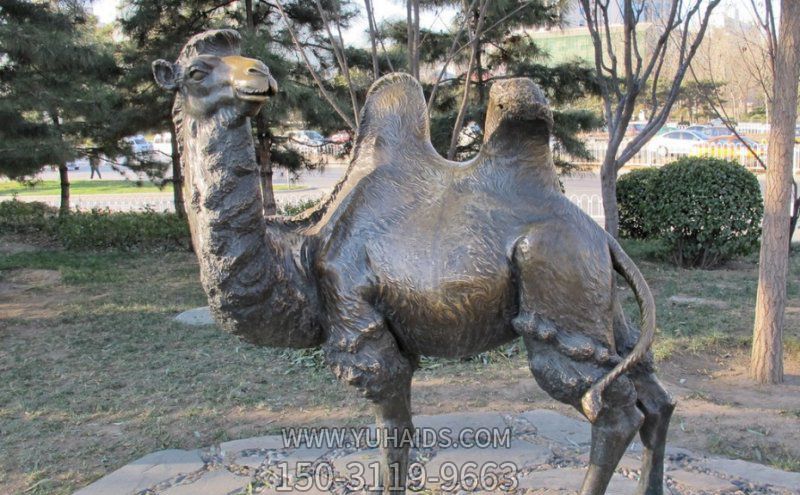 草地上擺放的回頭大玻璃鋼創(chuàng)意駱駝雕塑